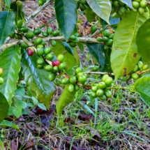 Coffee plants between Altode San Andrés and El Aguacate